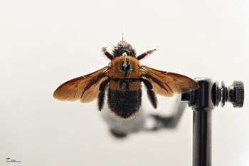 Media type: image;   Entomology 810670 Aspect: habitus dorsal view